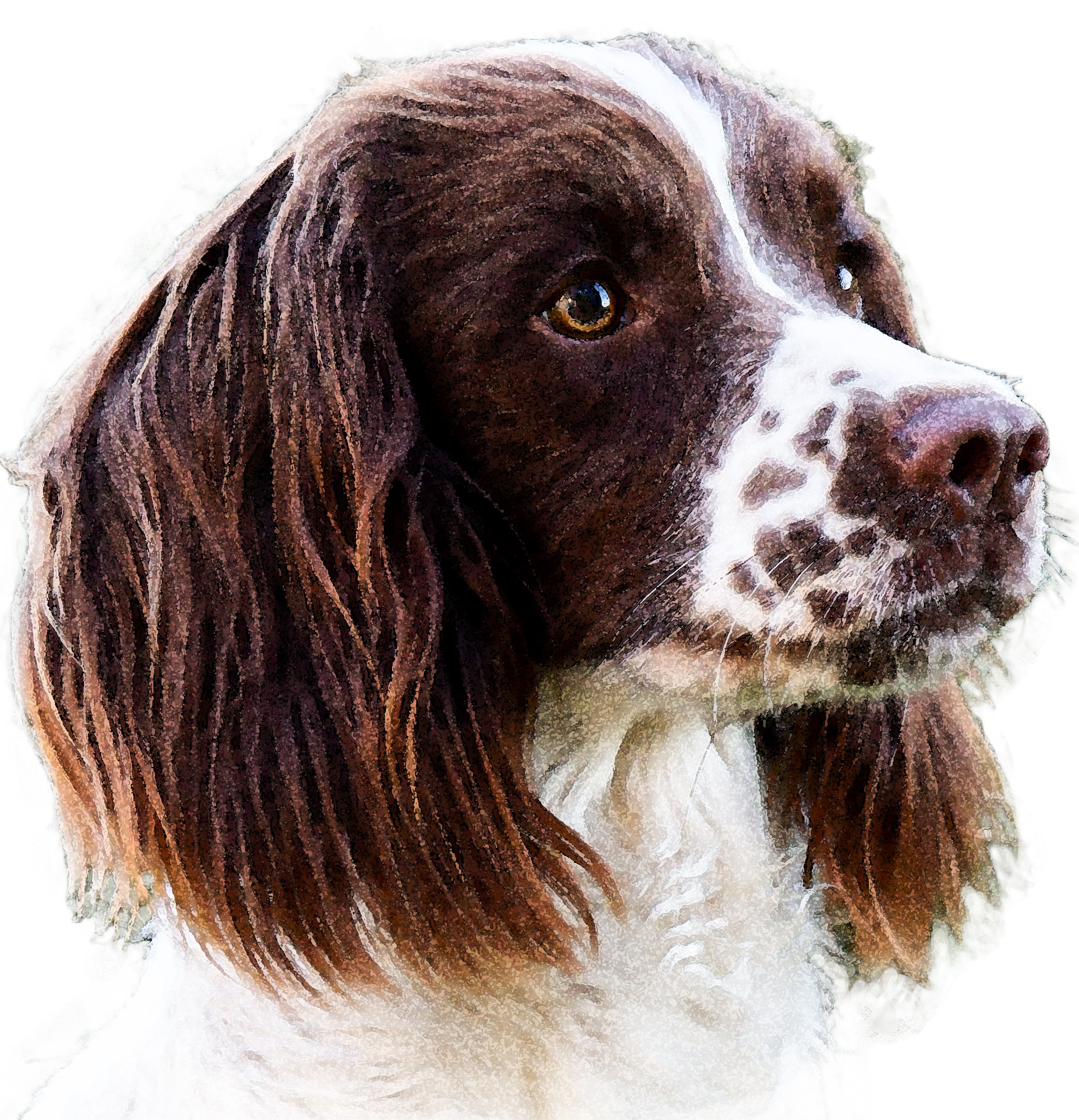 Jill til FT spaniels