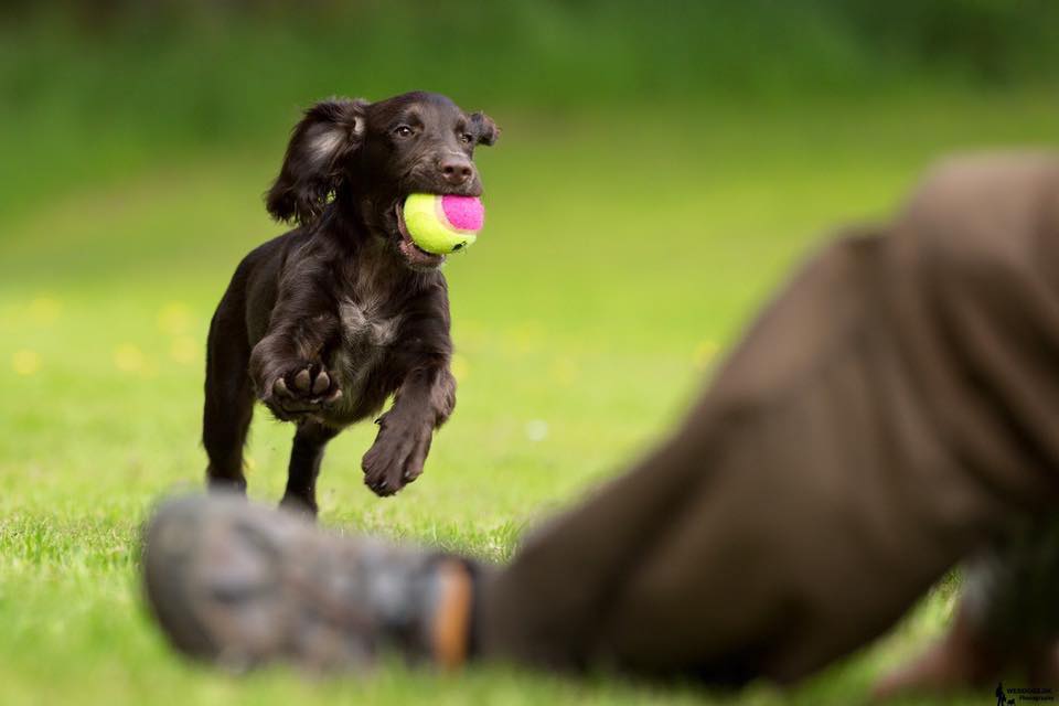 50274334_2181001375253262_1980876948850606080_n