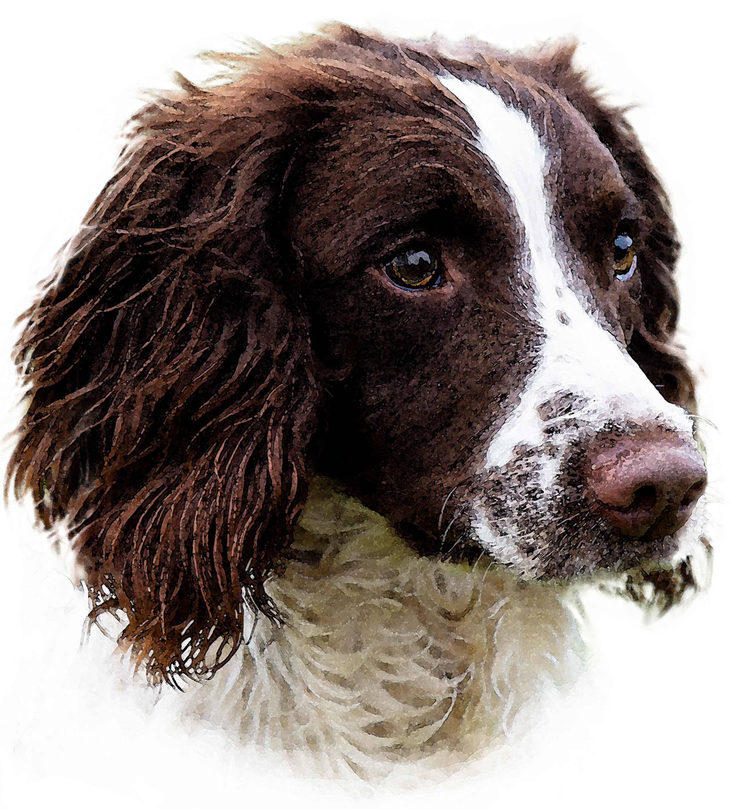 Gary til FT spaniels