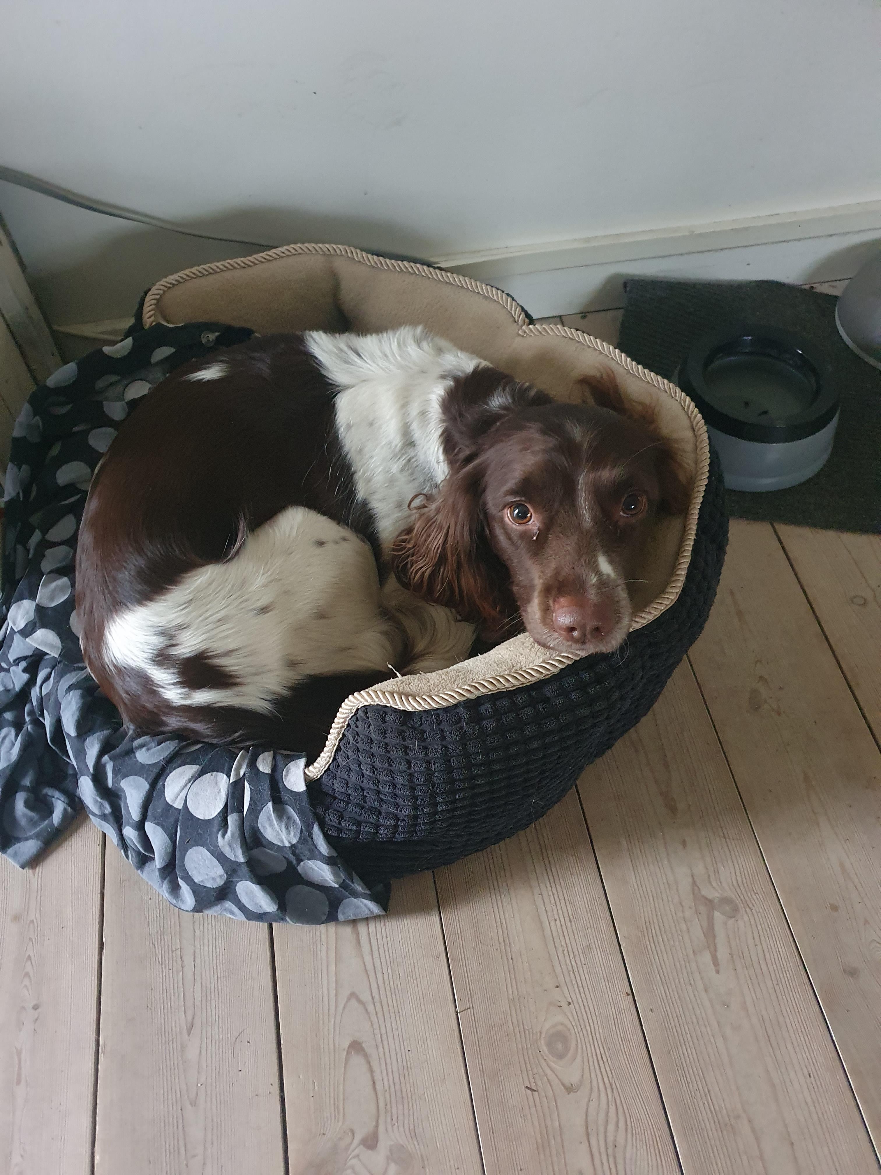 16462064018958690070796707724355