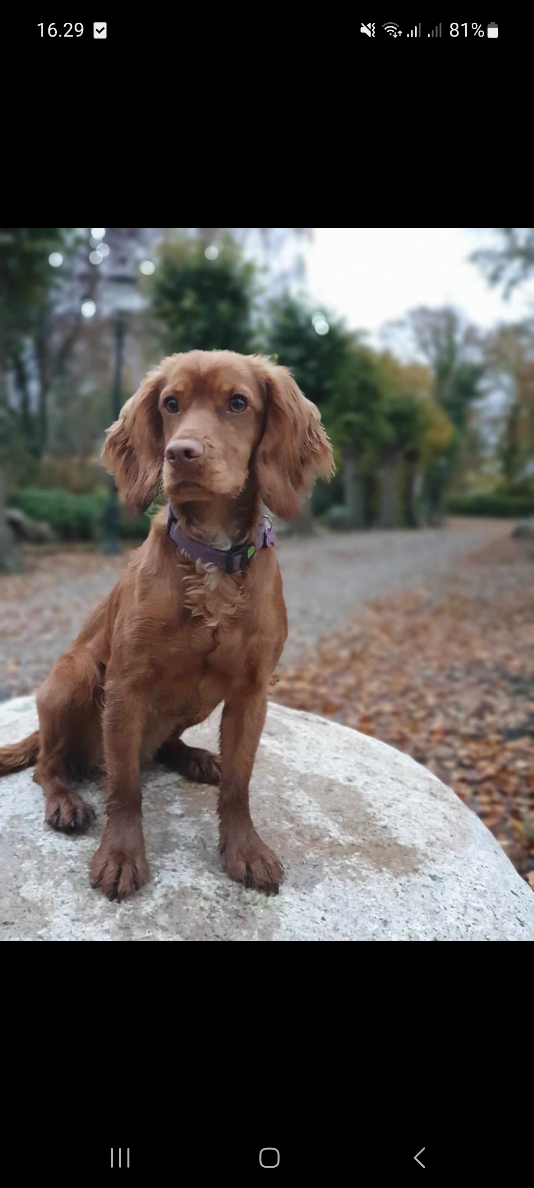 Screenshot_20231105_162906_Messenger