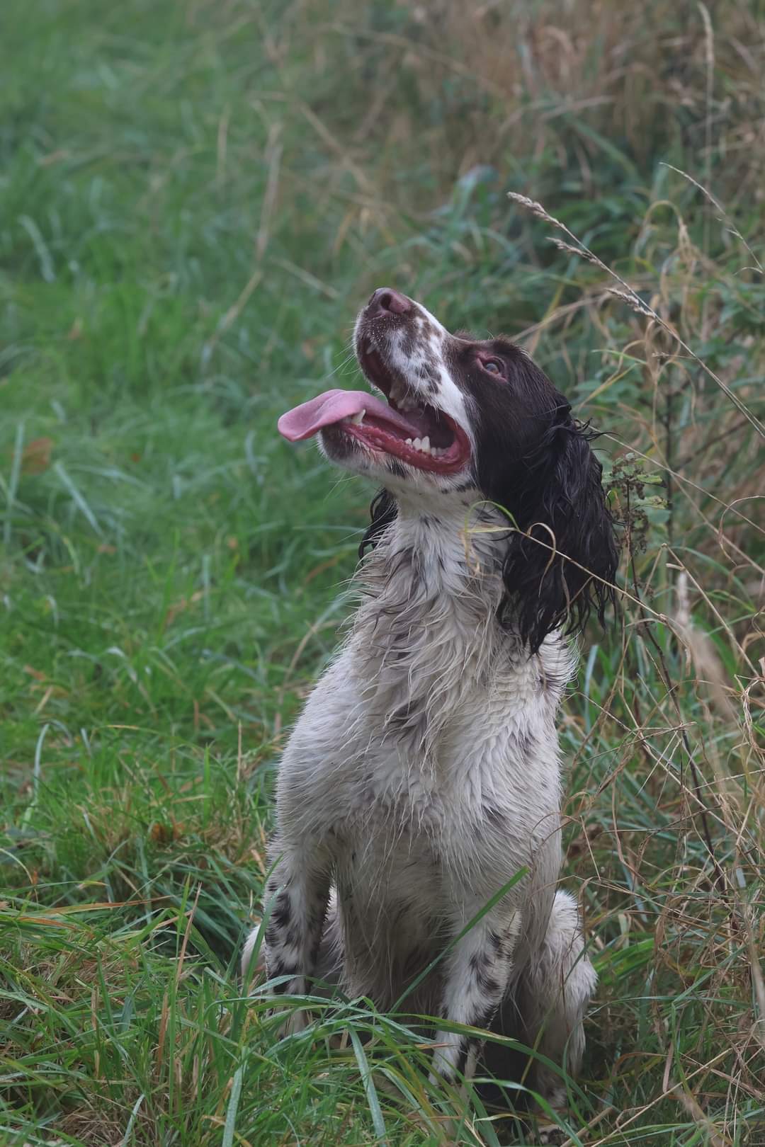 FB_IMG_1729488049554